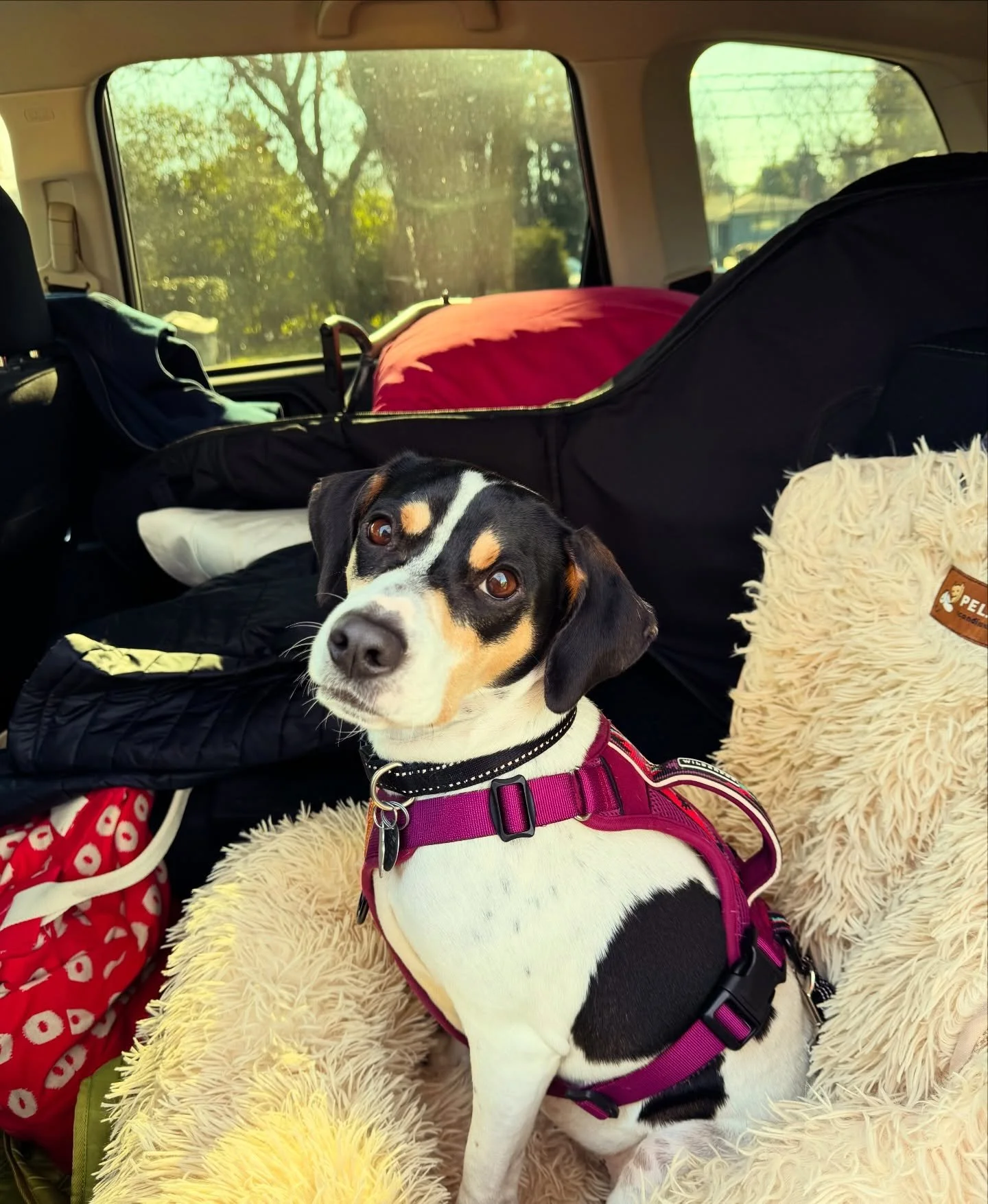 This is the face of someone who&rsquo;s excited to hear us on @krcb104.9 today live in the studio at 1:30pm! Tune in, we&rsquo;ll be giving away a couple of tix for our @hopmonksebastopol show this Friday night!