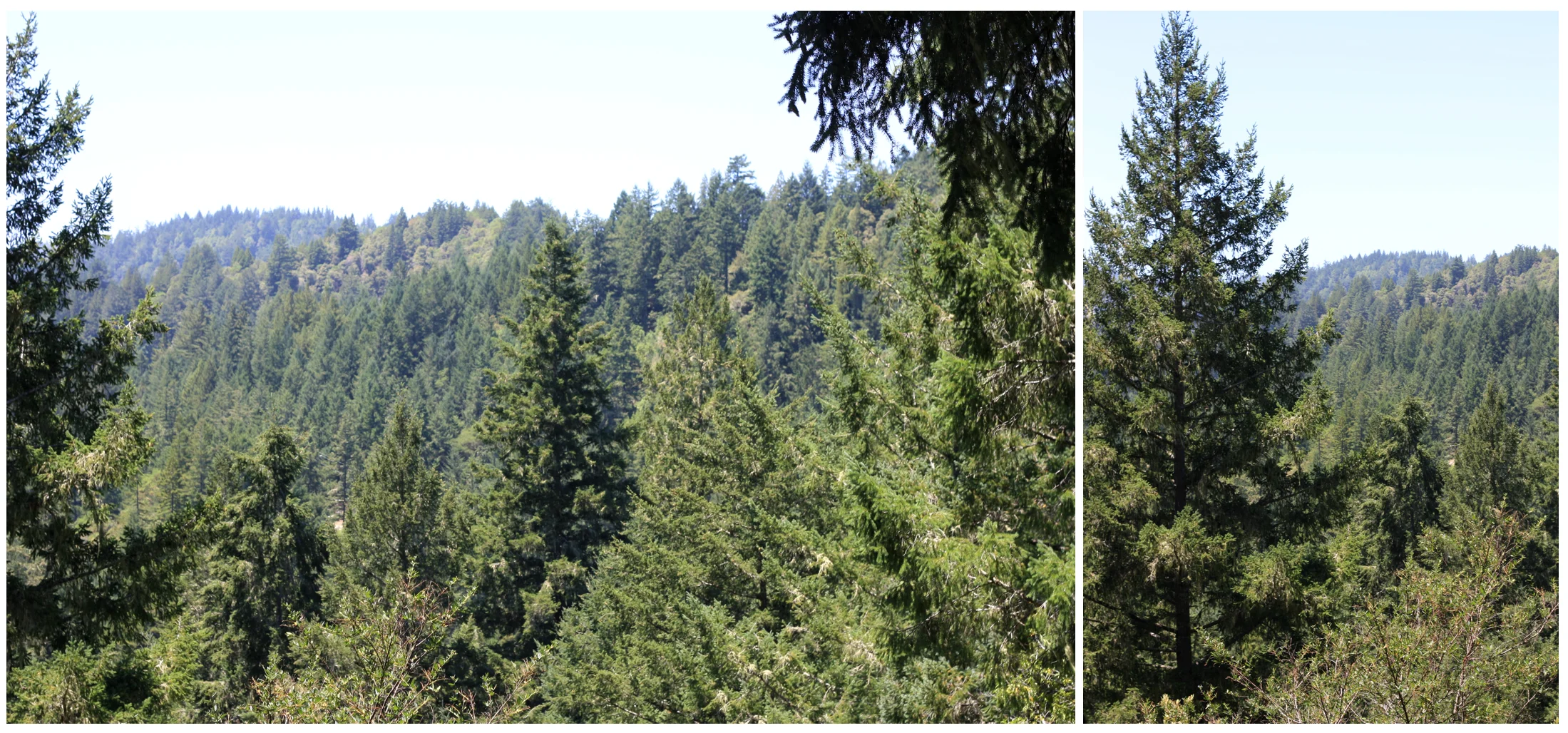 redwoods.jpg
