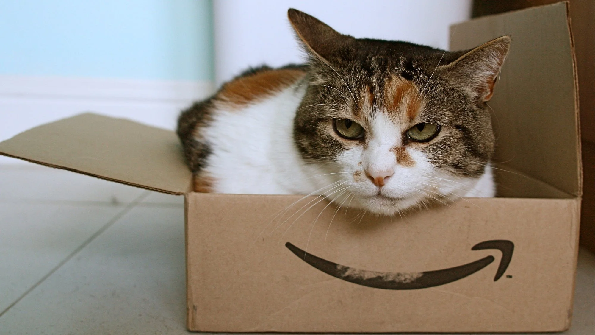 amazon-box-cat.jpeg