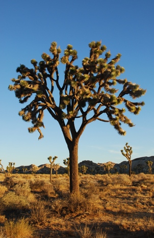 (Jarek Tuszynski) Joshua Trees (Yucca brevifolia) at sunrise in Joshua Tree National Park near Hidden Valley Campground