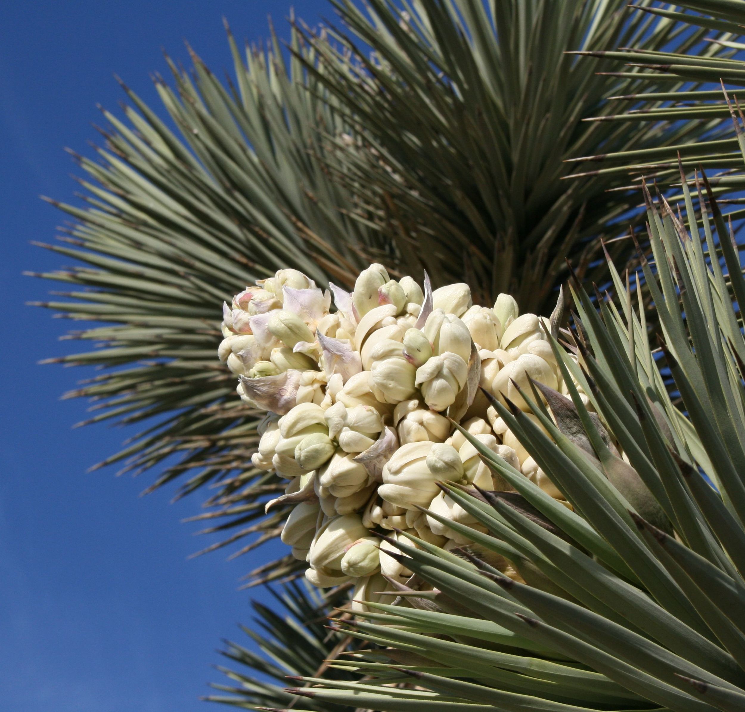 (Takwish) Joshua Tree ( Yucca brevifolia ) panicle (inflorescence). Mojave Desert near Kramer Junction, California