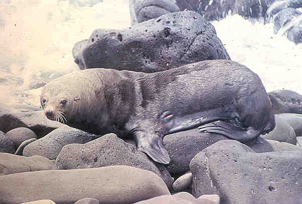 EL Niño VS. THE FUR SEALS