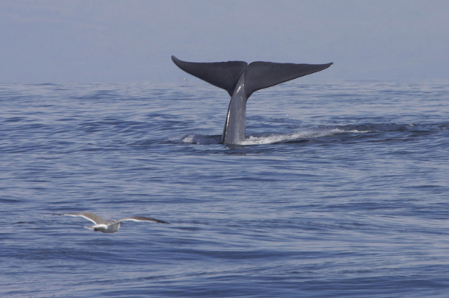 Photo credit: Blue Whale (Balaenoptera musculus) by Gregory "Slobirdr" Smith