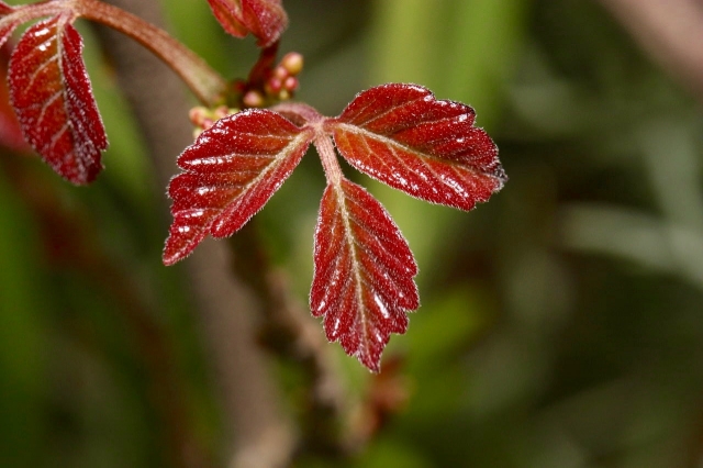 https://commons.wikimedia.org/wiki/File:Toxicodendron_diversilobum_3791.JPG