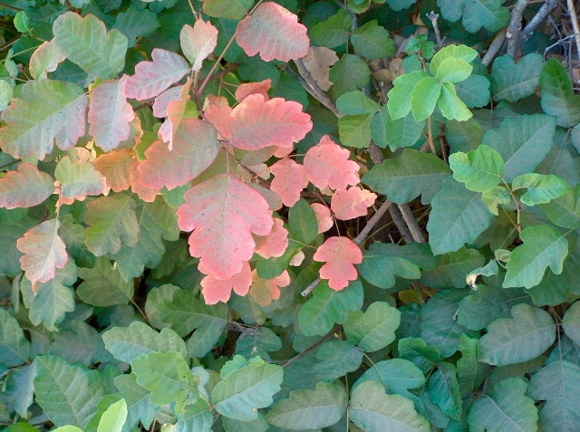 https://commons.wikimedia.org/wiki/File:Toxicodendron_diversilobum_001.jpg