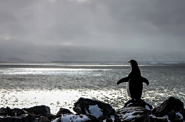 Chinstrap Penguin - South Shetland Islands, Antarctica