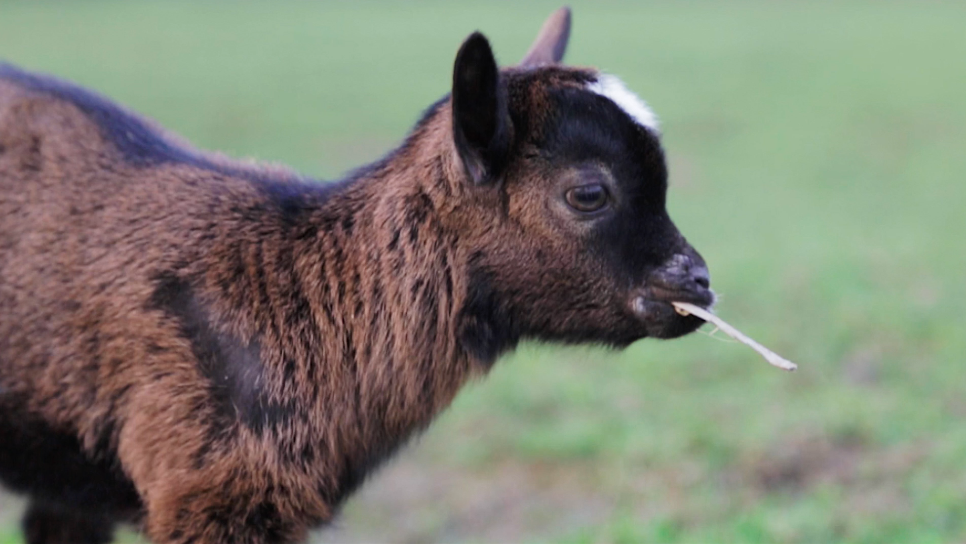 Dutch Baby Goats