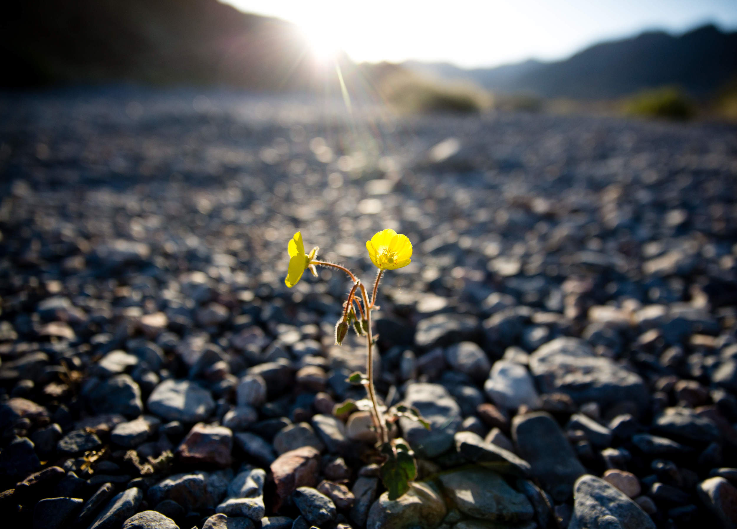 deathvalley-0243.jpg