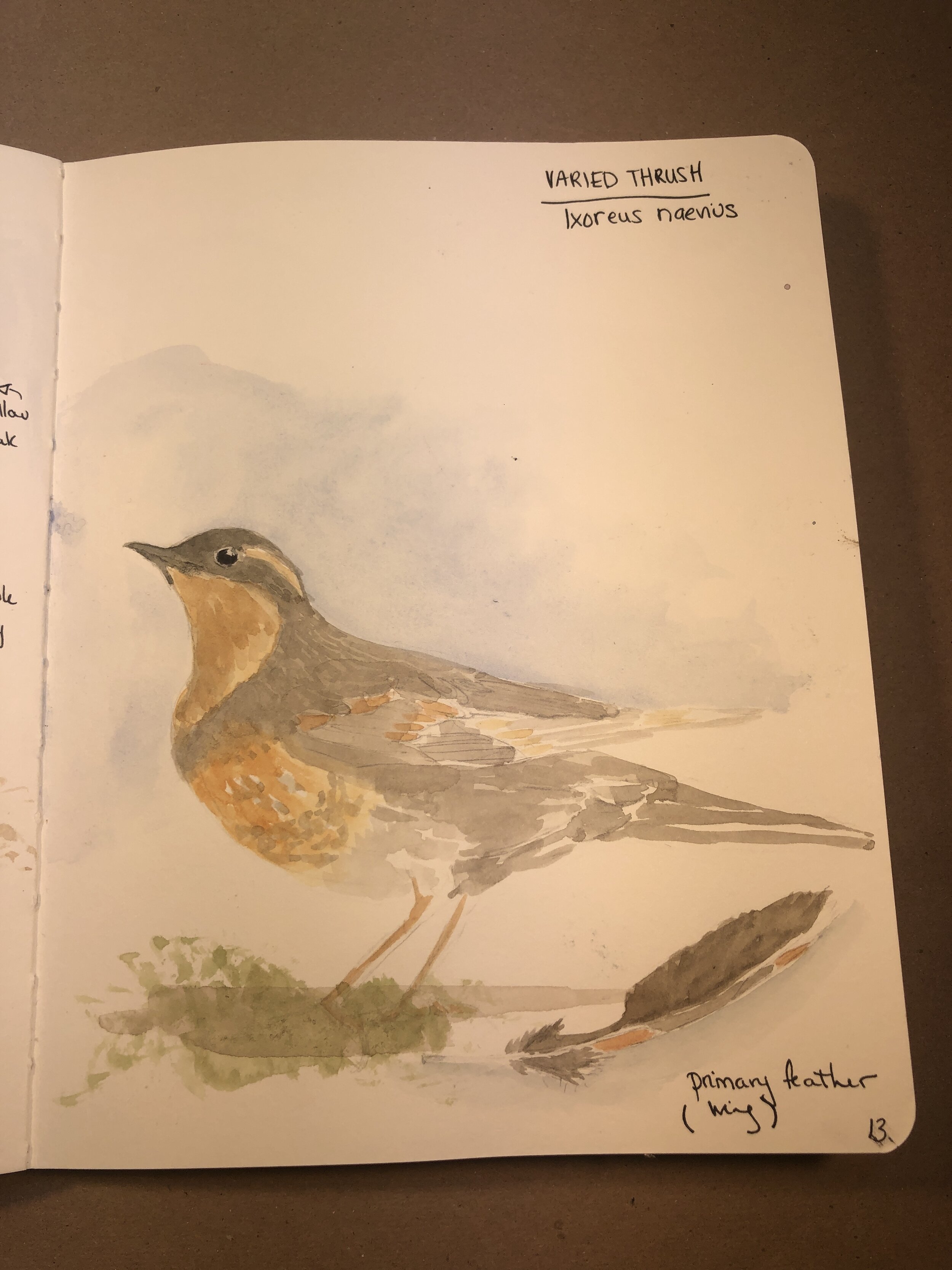 varied_thrush.JPG