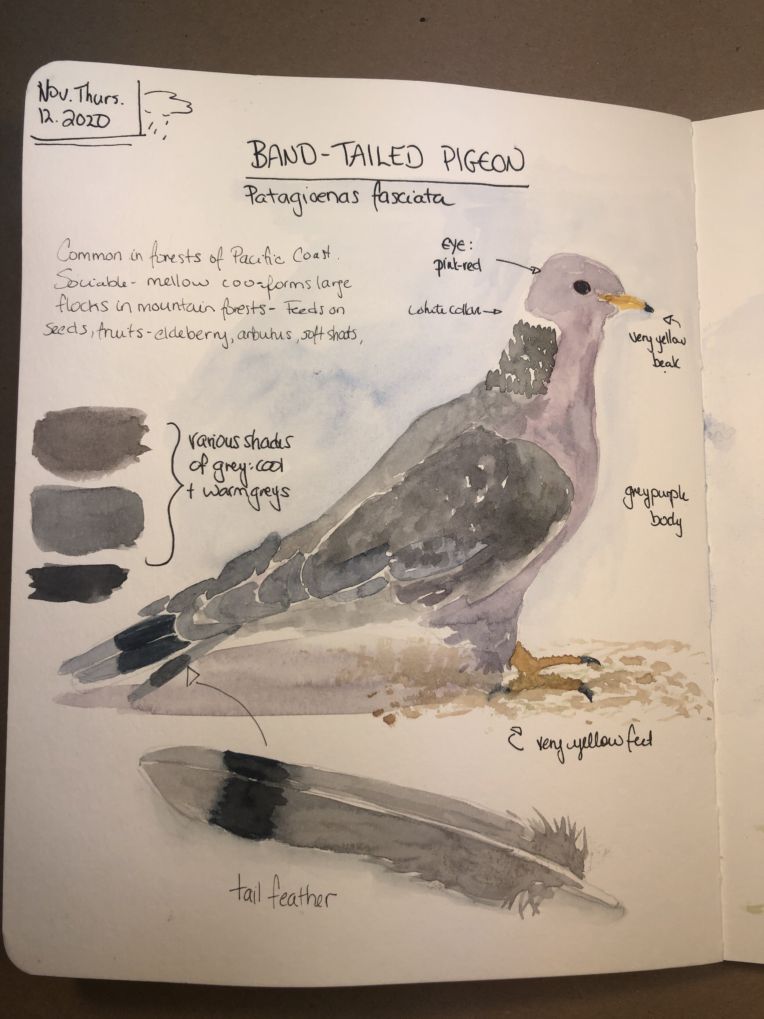 band-tailed_pigeon.JPG