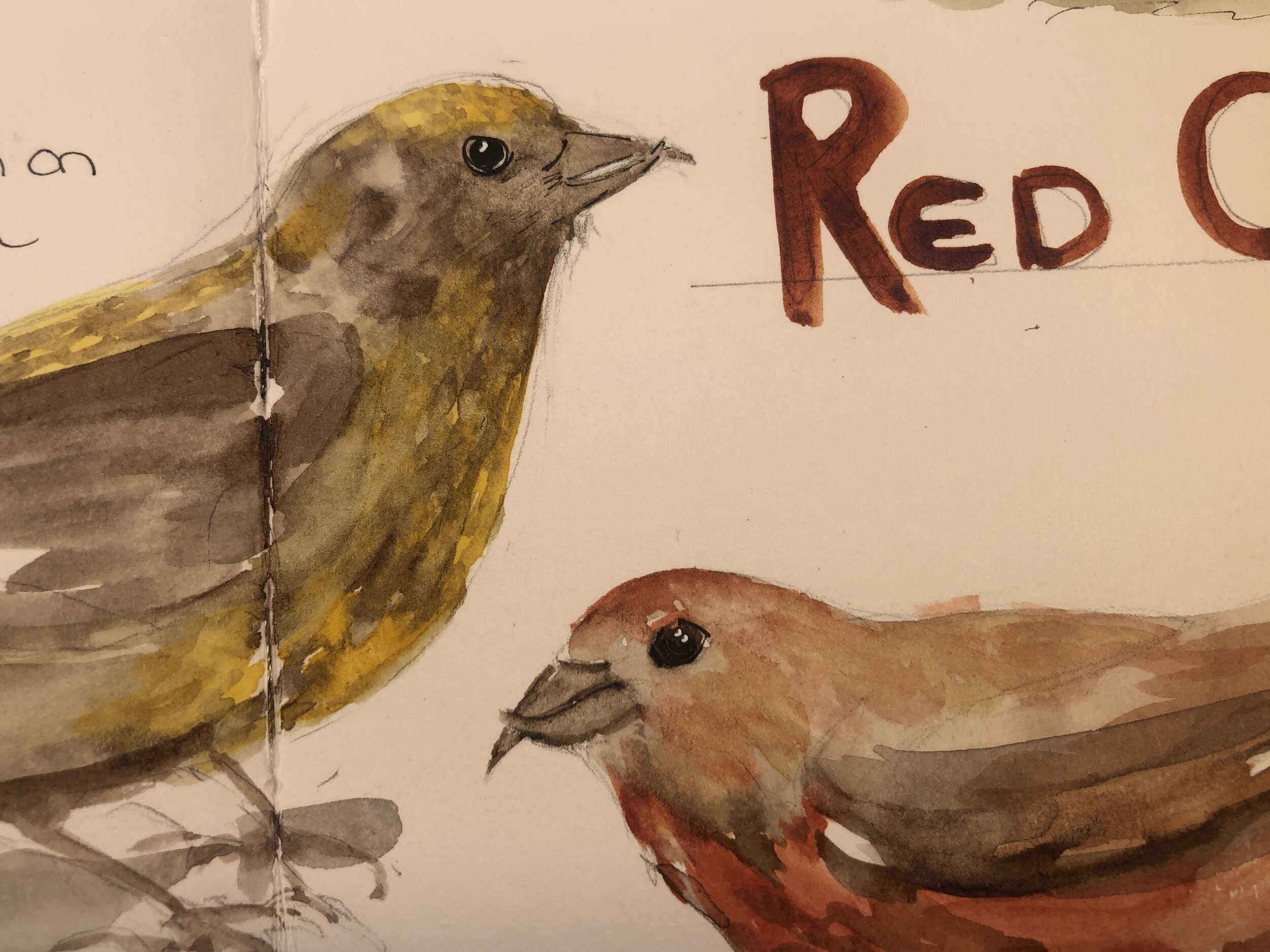 crossbills_crop.jpg