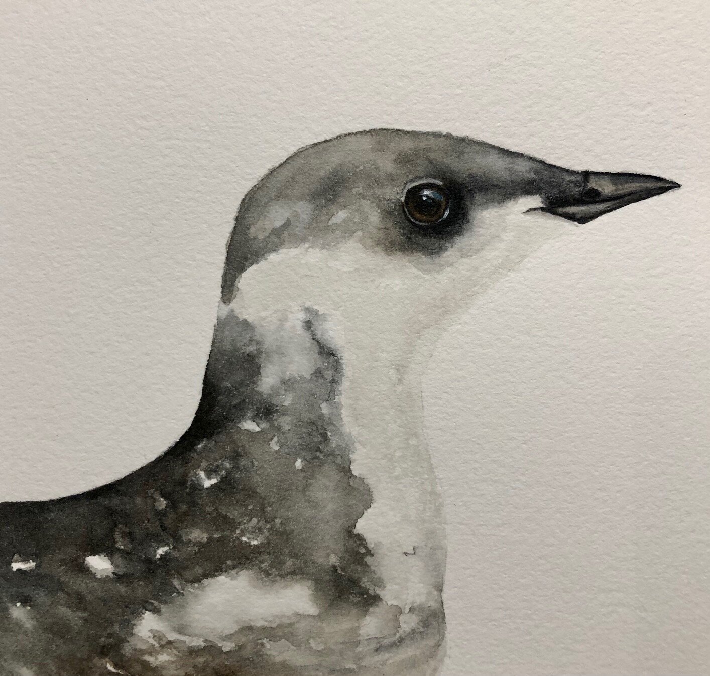 Marbled_Murrelet_non_breeding.jpg