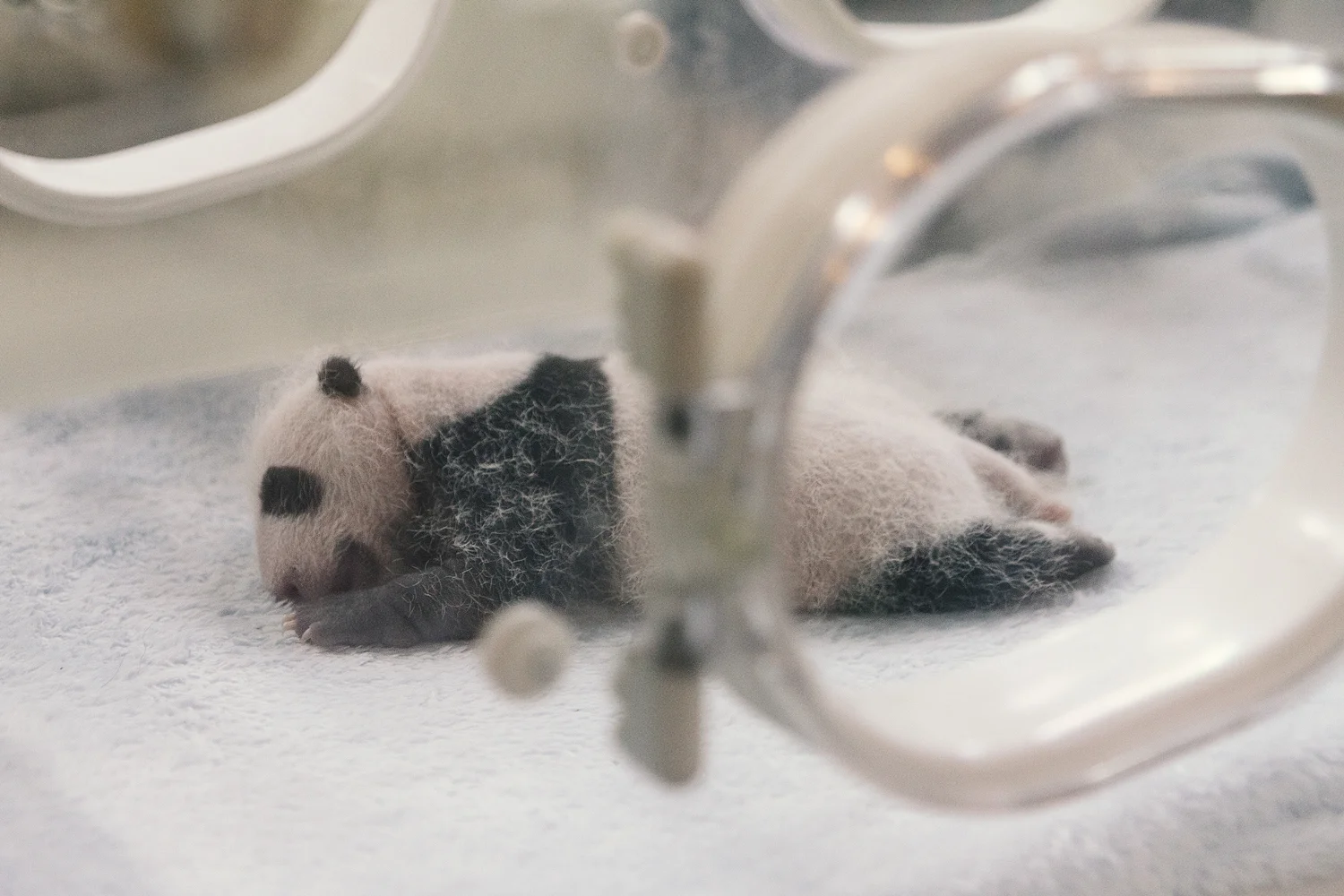Panda Breeding Research Fasility