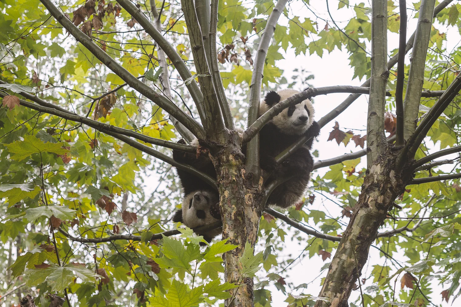 Panda Breeding Research Fasility