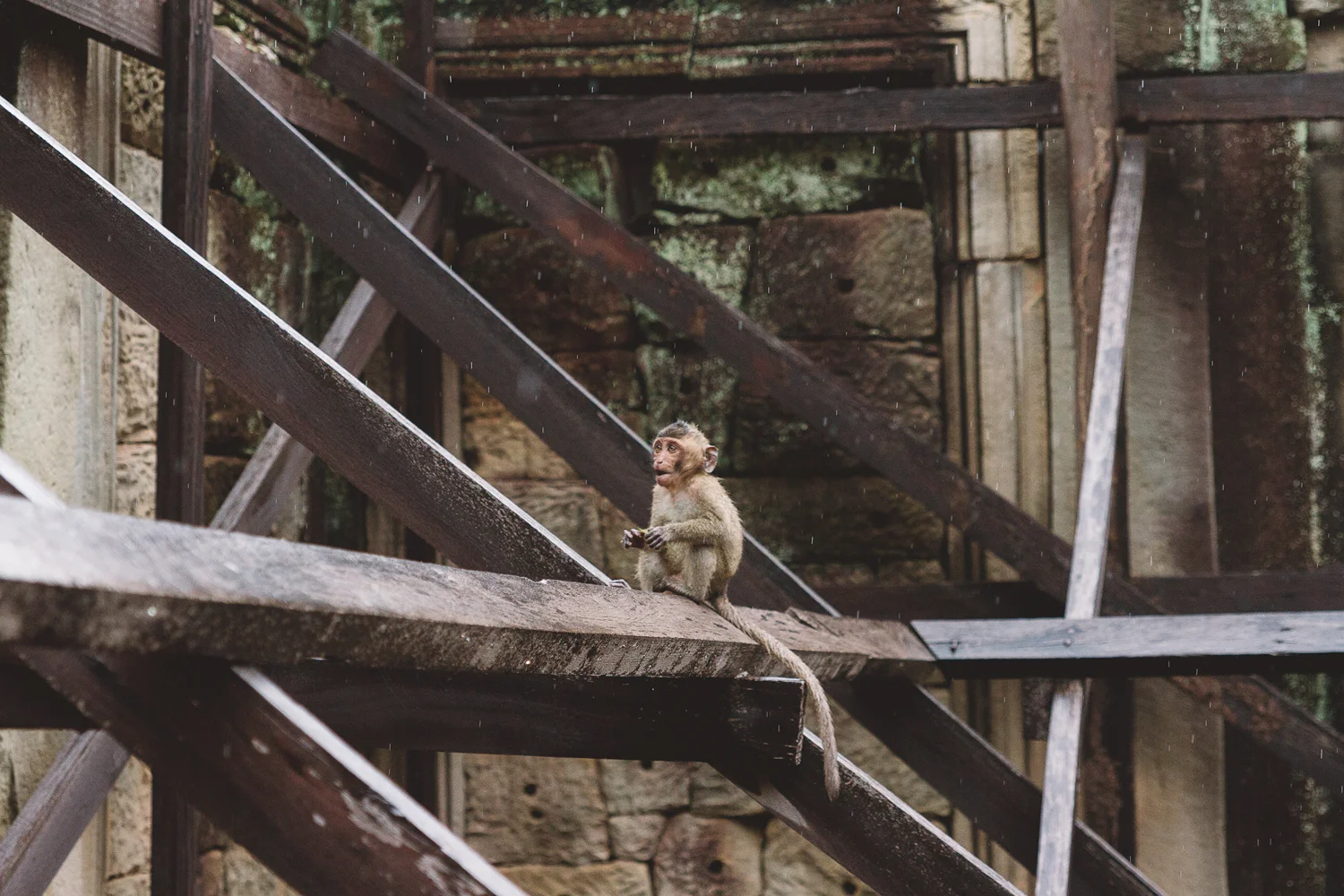 Apekatt i The Bayon