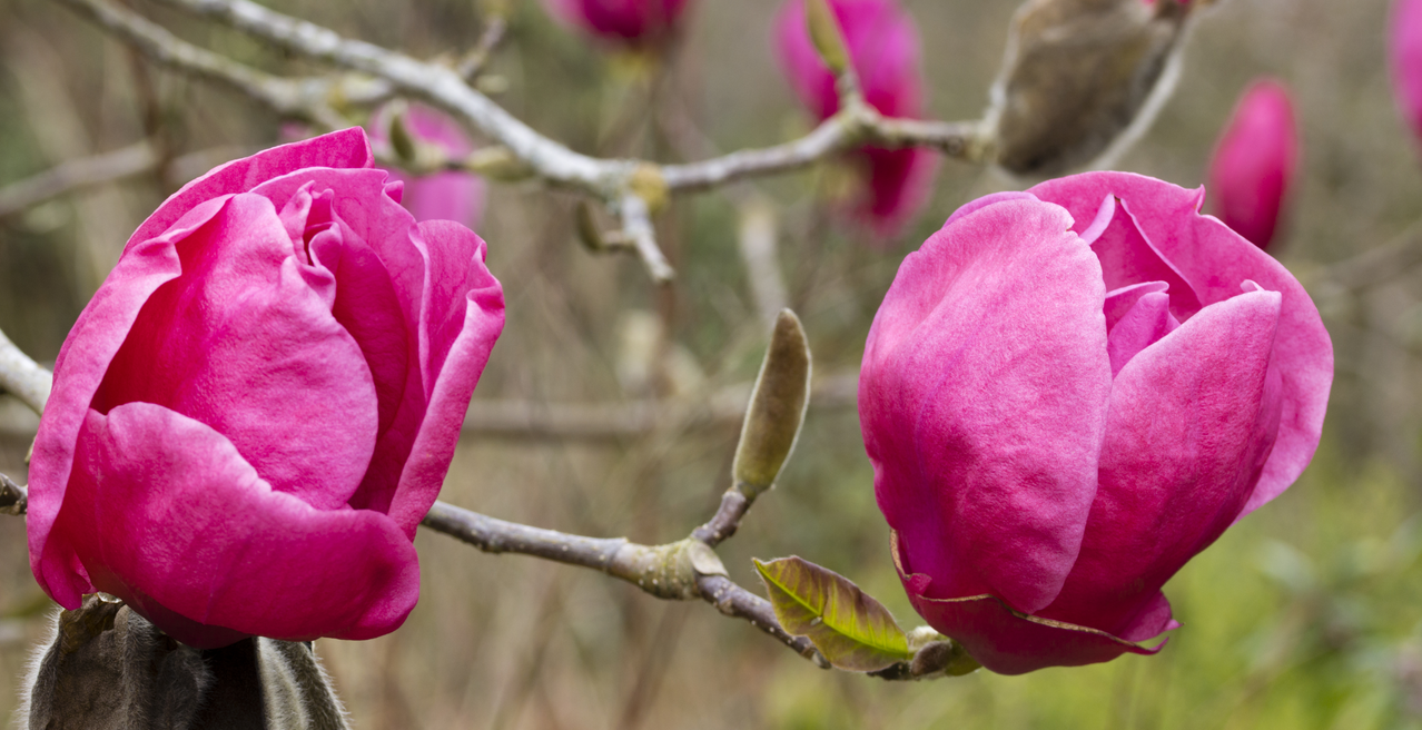 magnolia felix jury.png