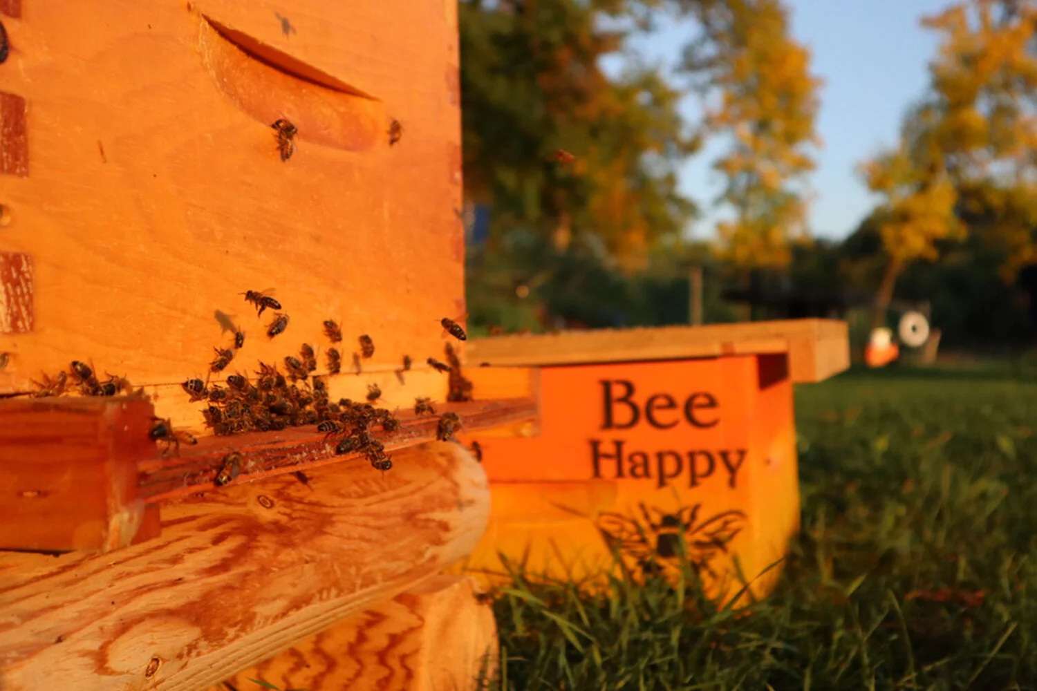 luckygirl-POPUP-wildriverapiaries-beehappyhive.jpg