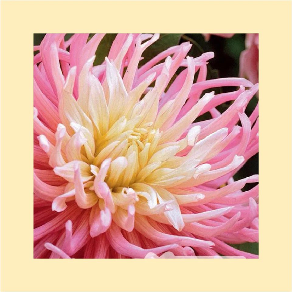 grow_summer-dahlia-34.jpeg
