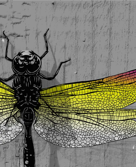 DRAGONFLY5.jpg