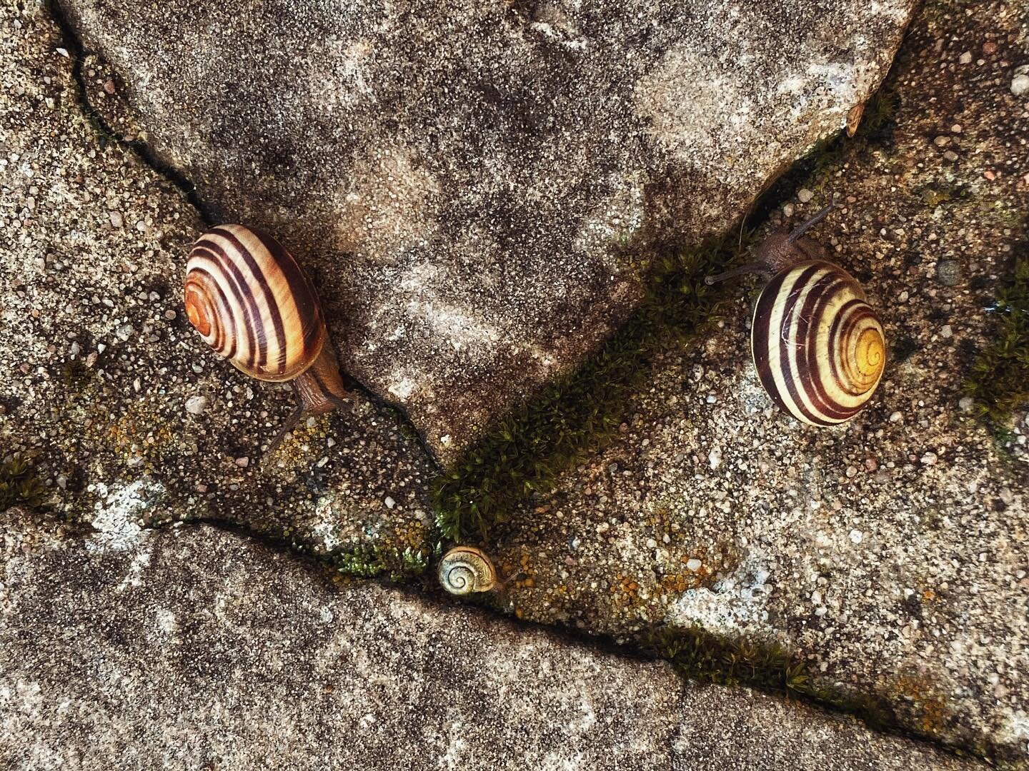 #snails #face #dudelange #phonephotography #fridaynightfunkin