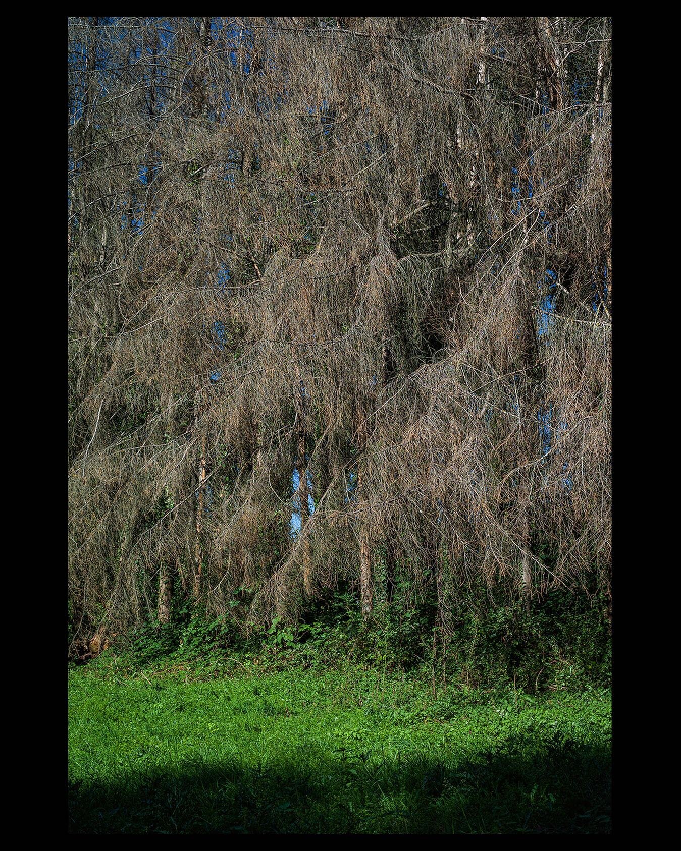 #dudelange #theressomethinginthewoods #nature #shapes #structure #deadoralive #allcoulorsarebeautiful #takeawalkonthewildside #visualart #leicam9 #50mm