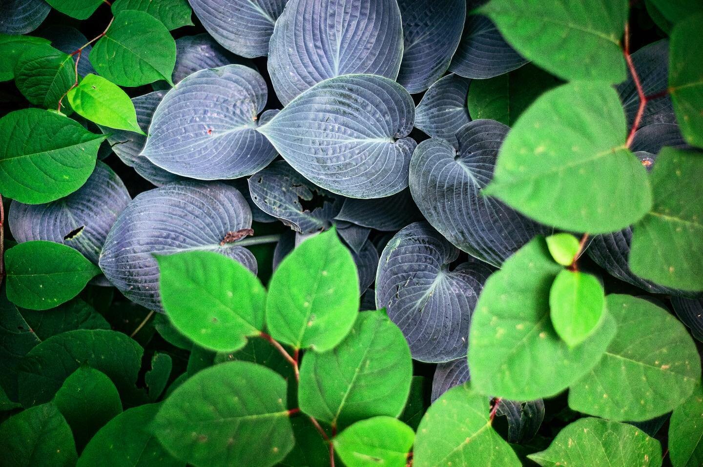 #dudelange #plants #allcolorsarebeautiful #colorpicker #leicam9 #35mm