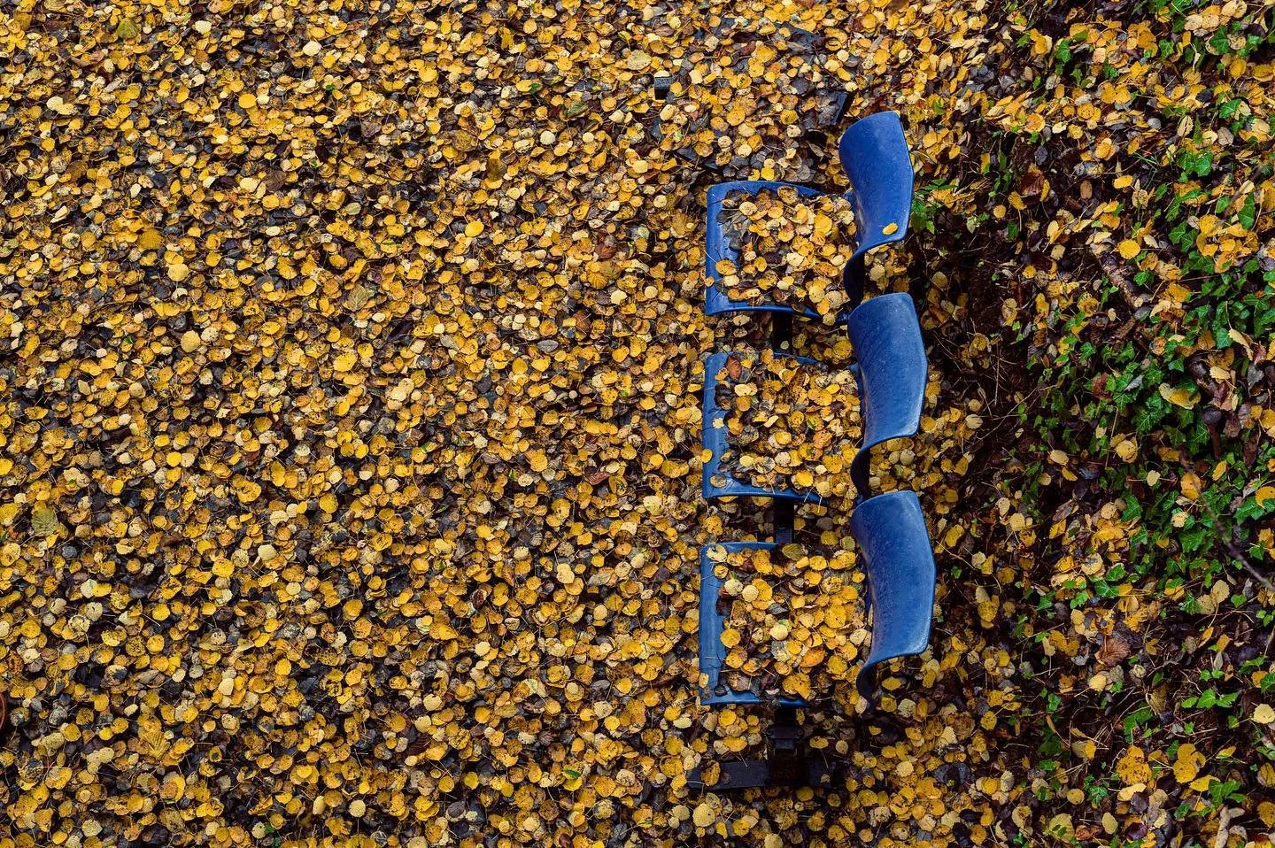 #autumn #forest #chill #timetorelax #allcolorsarebeautiful #luxembourg #bourglinster #nikond4s #50mm