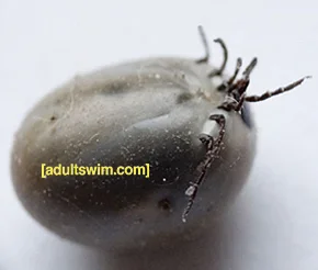 CN_AdultSwim_thumb.jpg