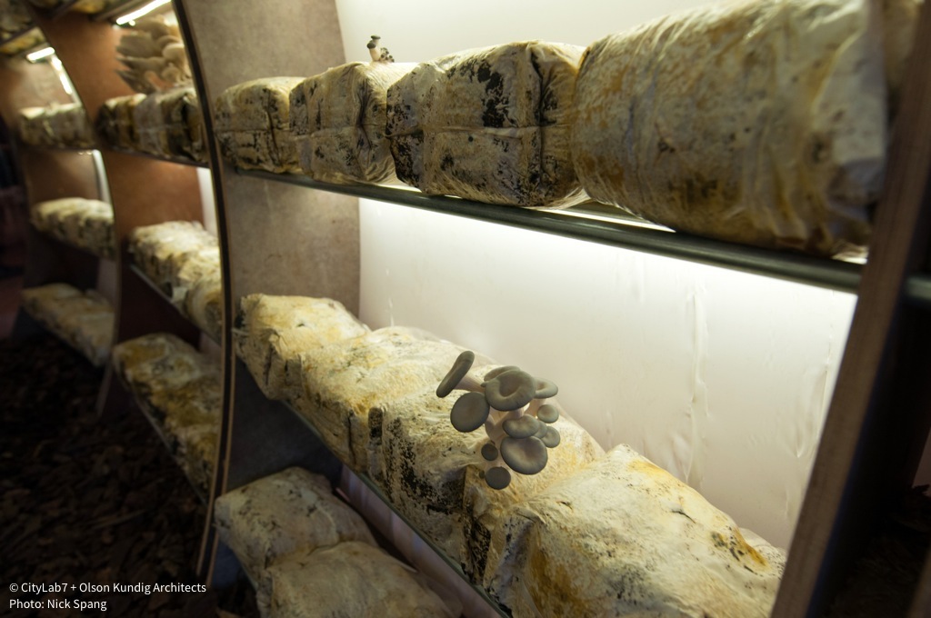 Shrooms growing.jpg