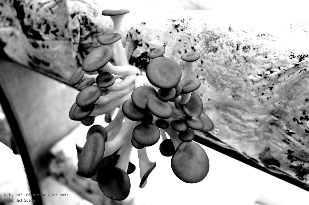 Shrooms growing b+w.jpg