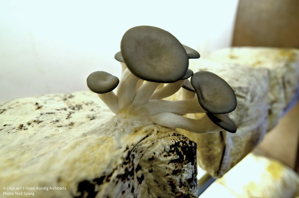 Shrooms growing close.jpg