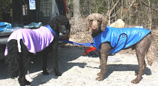 Endo+and+Eloise+in+Cooling+Coats.jpg