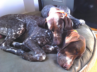 Pooped+Puppies.jpg