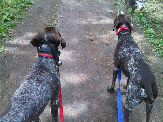 Leashed+Up+to+go+Home.jpg
