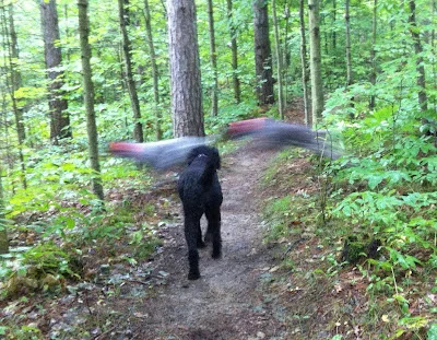 Trail+Blazers+upside+down.jpg