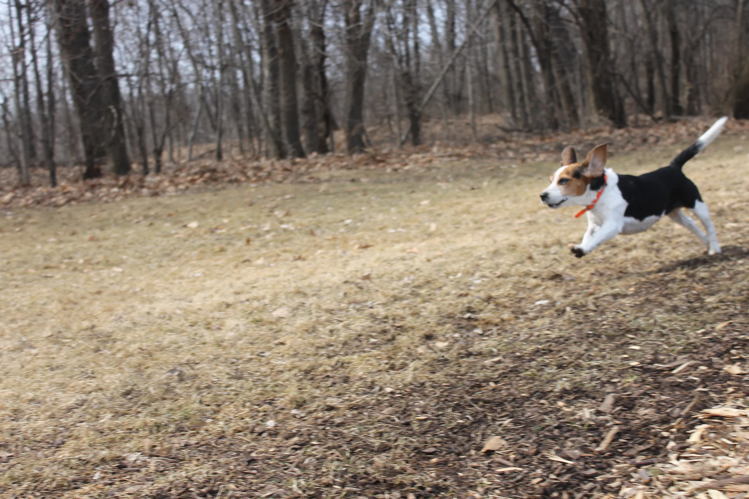 Of course your dog will get a lot of exercise at the dog park, but there are always a ton of people there that seem to distract you from getting exercise. A trail will challenge you and stimulate you like a dog park never could.