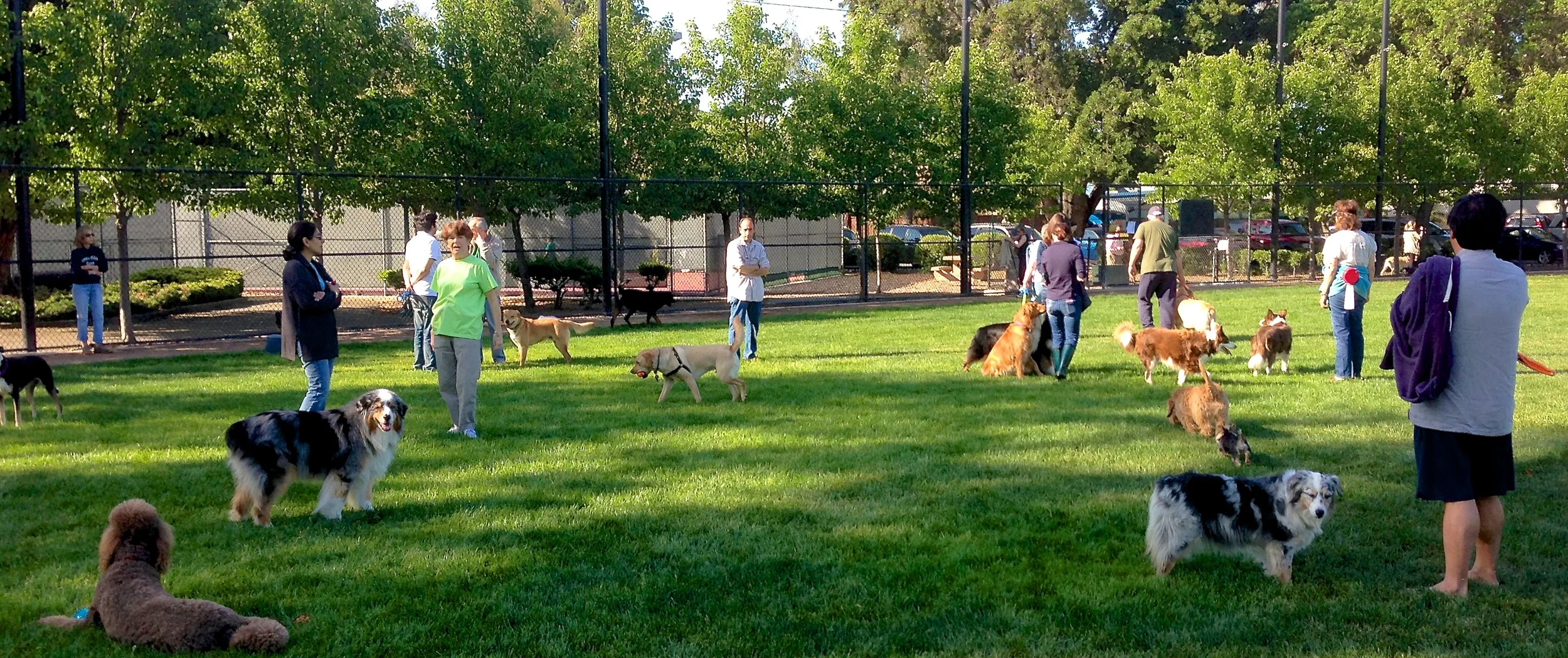 None of this craziness. The fewer the dogs, the fewer the problems. Bonus: Fewer bad dog owners!