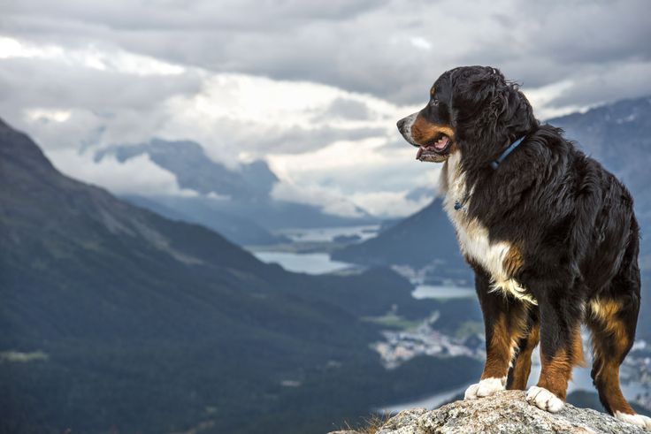 There is nothing really adventurous about a dog park. Just a fenced area, a few dogs. Maybe a pond or a river if you're lucky to live near a nice dog park. Some trails around our area have huge peaks with challenging hills and they are all filled with hidden paths!