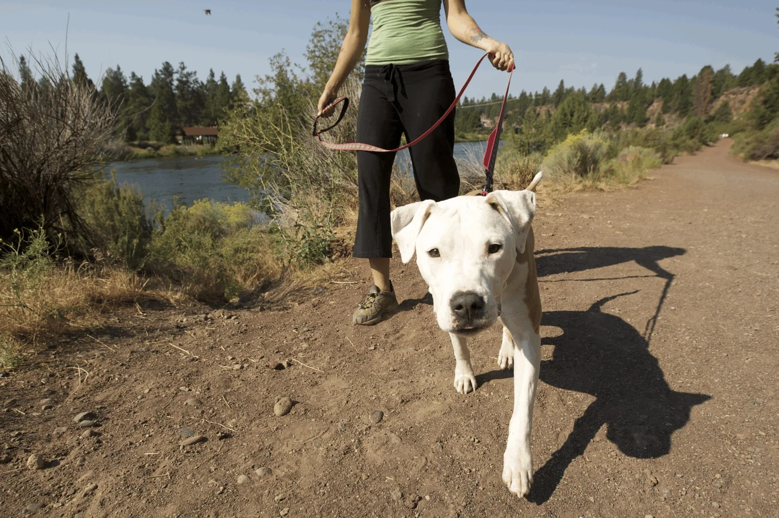 How often should your dog be walked?