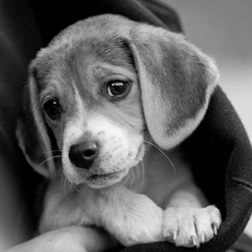 To Beagle Or Not To Beagle