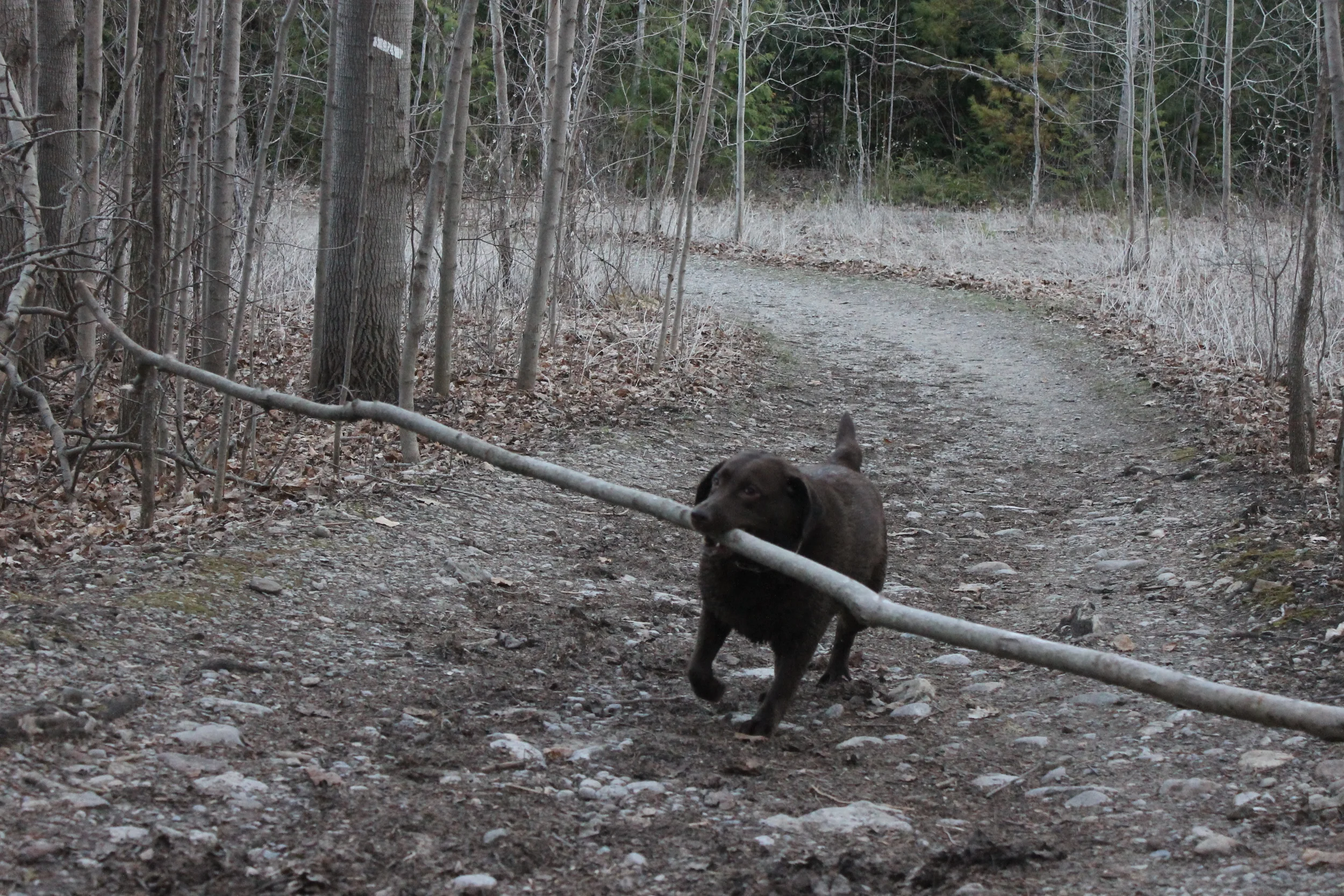 This is Reba and she picked up a log that was just too wide to get through the path. She had spent so much energy picking up the log, but trying to get it past all of the surrounding trees really challenged her mind and exhausted her!
