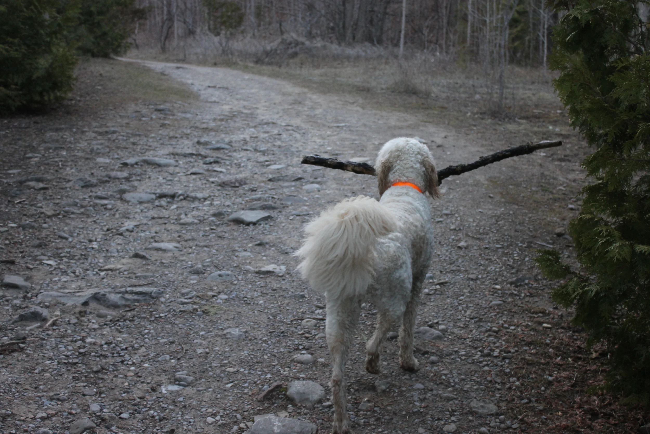 Every dog loves fetch! Fetch is a good way to challenge your dog, but you have to make them work for it! We often fake throws and throw the ball or stick behind a tree. This is a lot more fun for them and it will tire them out much faster!