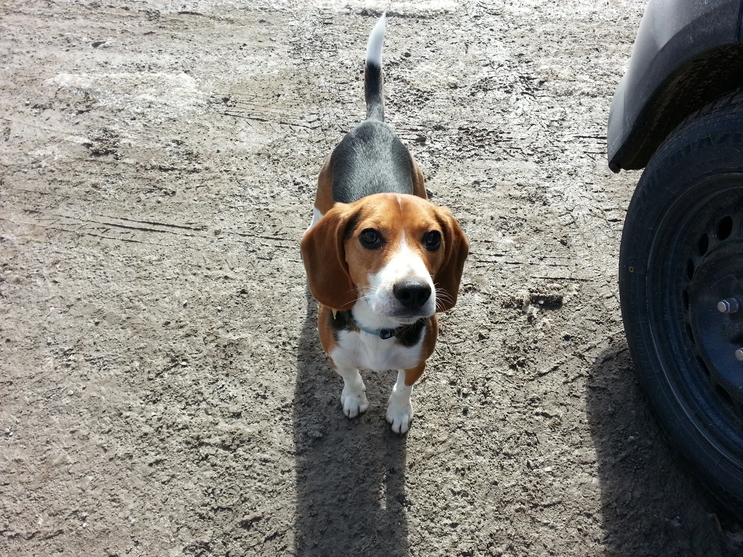 Buddy Beagles are the most difficult Breed to train off-leash. Mine would just run off out of nowhere. I love going to parks with my family and letting Buddy run around, but it was very difficult sometimes due to his Beagle-instincts. I was looking around for someone to work with him. I came across K9X and decided to go with Anesh because he has his very own stubborn Beagle. After a couple of months of sending Buddy out with him, he had shown significant signs on improvement. He was listening when I called him off leash, and he was staying close by me more often. Anesh is an off-leash expert and I would recommend him for any high energy dog owner! -Steve