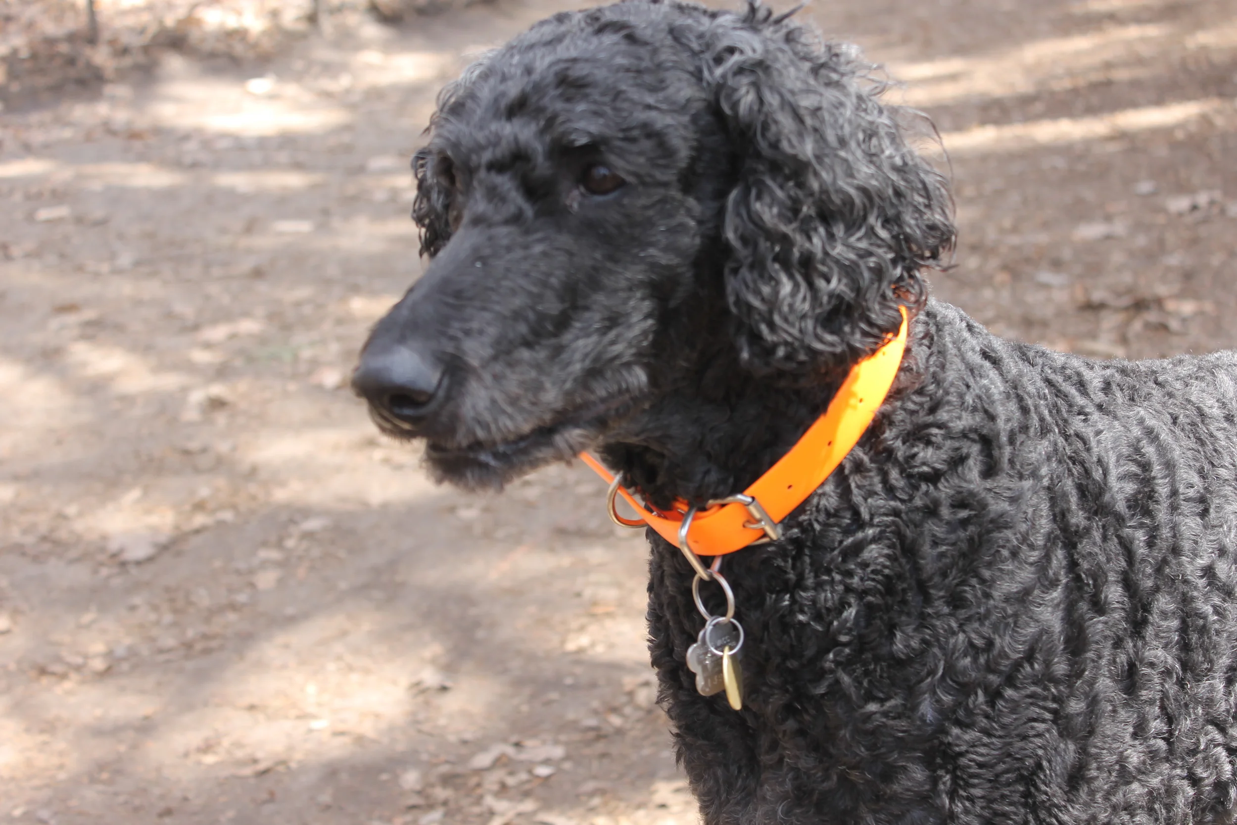 Eloise For about the cost of doggy daycare, Eloise is entertained and exercised on epic dog excursions in the wilderness. With a few hikes a week, Eloise is happier and calmer in our household. K9 Expeditions has been a wonderful resource and we don't know what we would do without them. -Linda Van Den brink
