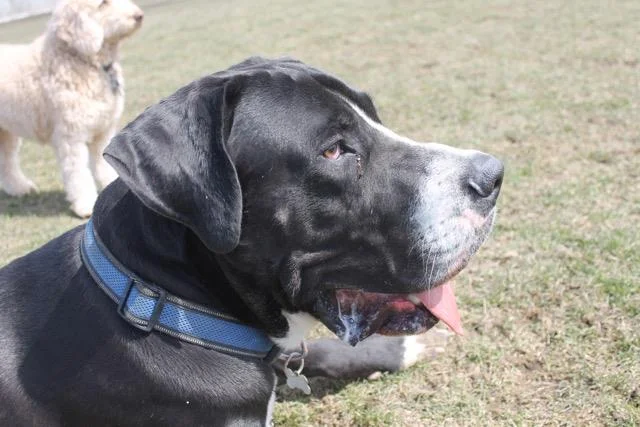 Ruben and Callie Couldn't be happier with K9 Expeditions. My dogs always come back happy, exhausted and clean. One of my dogs is a pretty big guy and can sometimes have a mind of his own. I have to say that I am always 100% comfortable with Anesh taking him. Puts this doggy mom at ease. -Shannon Holliday