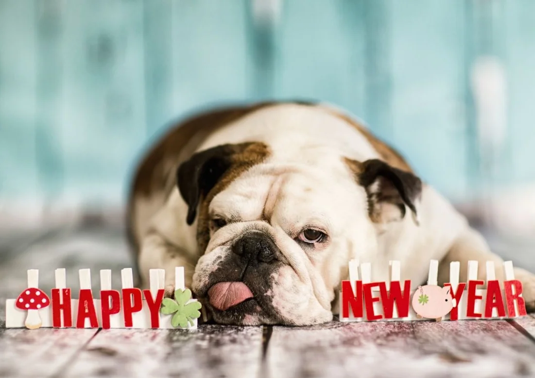 The Best New Year's Resolutions For Dogs