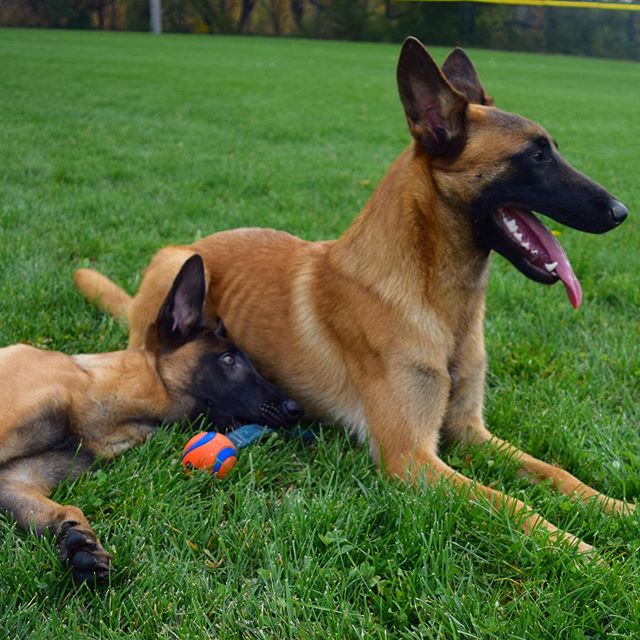 Here&rsquo;s a photo of Broly asking Scooter &ldquo;Big Brother, when will I be as mature and cool as you?&rdquo;
.
.
Scooter: &ldquo;Never little man. You will be much cooler. A big star like none of us have ever seen&rdquo;
.
.
I share this quick l