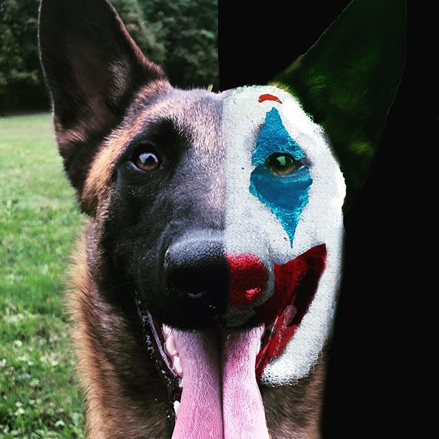 Hi guys Scooter is wondering if everyone is going to dress as Joker for Halloween this year. He asks because he put a lot of work into his face paint and he is afraid that every party he goes to is going to be full of Jokers. What are you going as fo