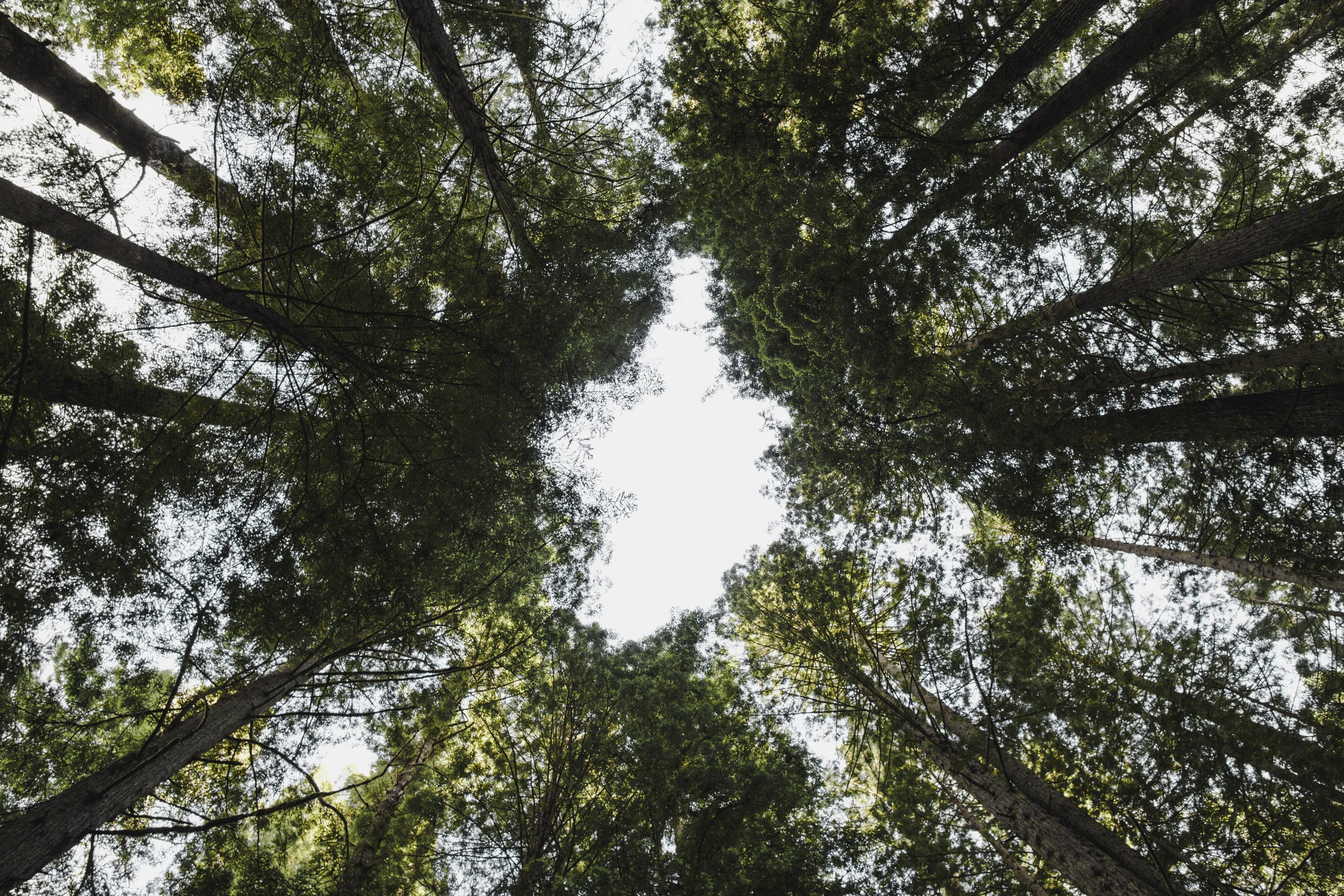 redwoods-0676.jpg