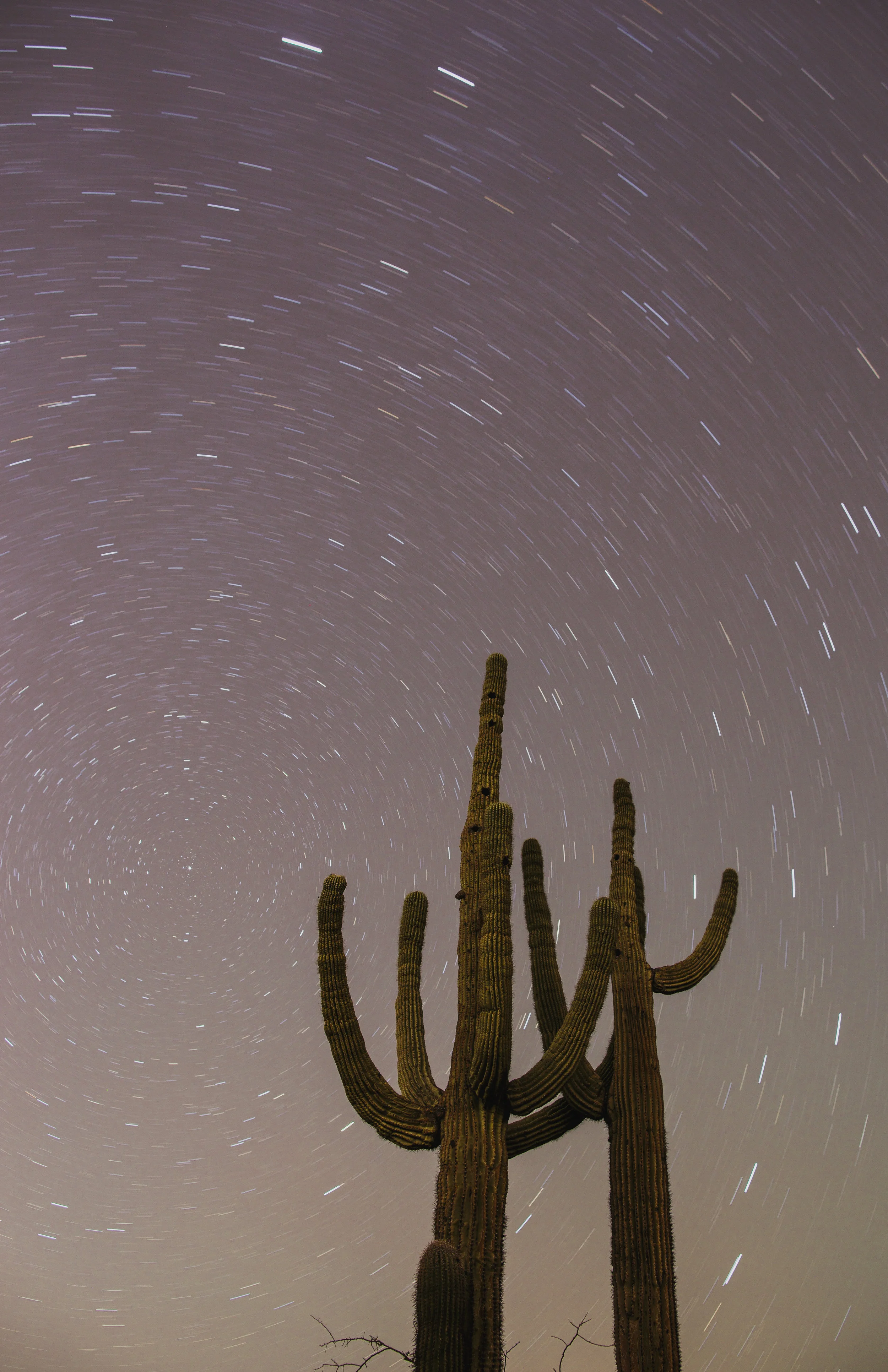 Saguaro and Startrails 